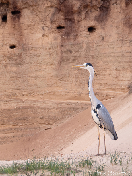 Reiger kan er niet meer bij