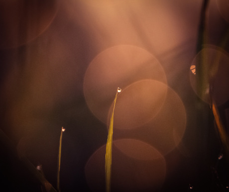 Gras sprietje tijdens de zonsopkomst met dauw druppeltjes