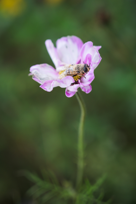 Bijenvlieg slaapt op bloem