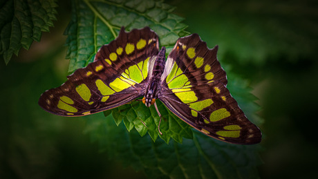 Philaethria wernickei