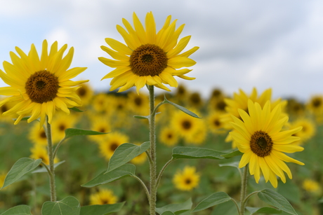 zonnebloemetje-de-voorste