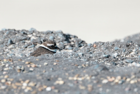 Beschutting in de glooiing...(1)