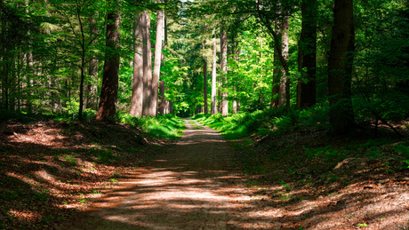 Speulderbos