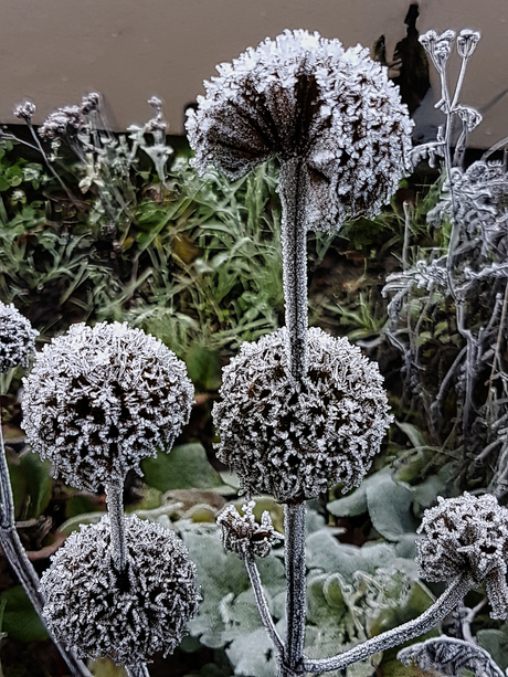 Rijp op uitgebloeide Phlomis (Brandkruid)