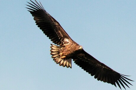 zwevend door de heldere lucht