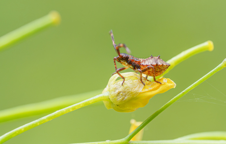 Close-up van een zuringswants-nimf