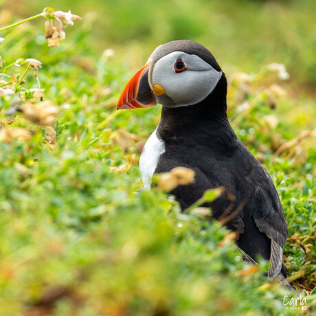 Puffin - Papegaaiduiker