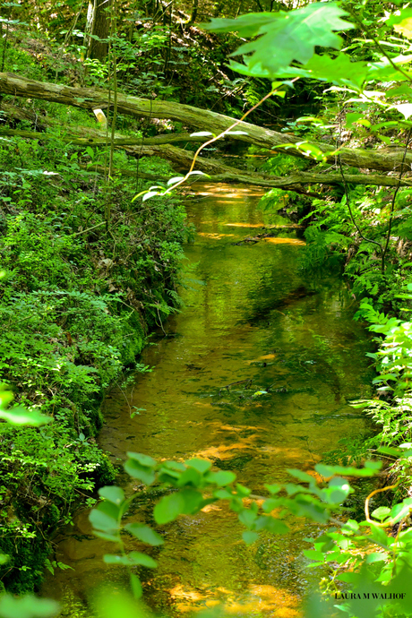 Springenbeekje
