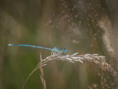 Blauwe breedscheenjuffer