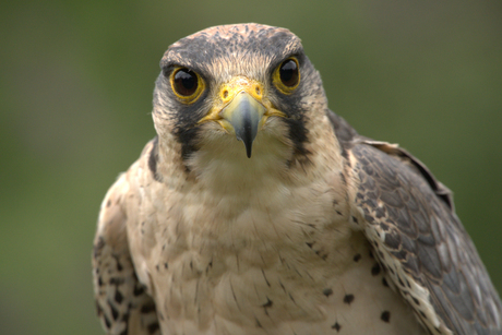 Portret van de lannervalk