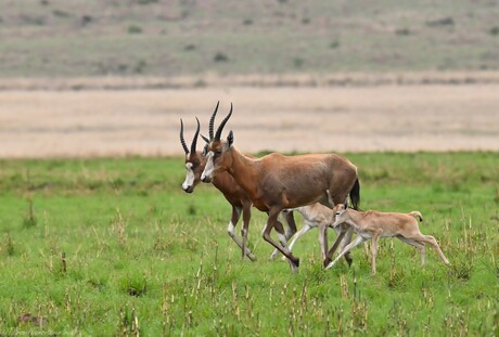 Blesbok Family