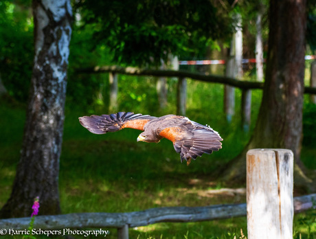 Woestijnbuizerd op weg naar?