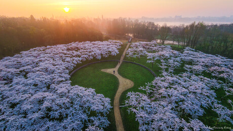 Kersenbloesempark