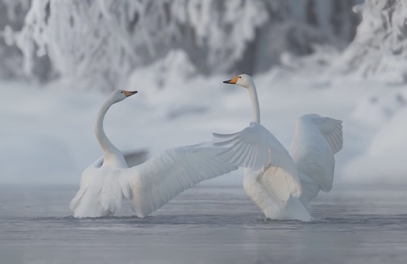 Dansende Wilde Zwanen