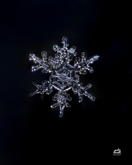 Close-Up  Sneeuwvlokje