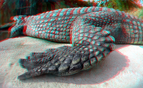 Crocodile Blijdorp Zoo Rotterdam 3D Fish-eye