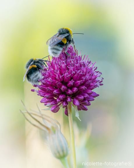Busy Bees