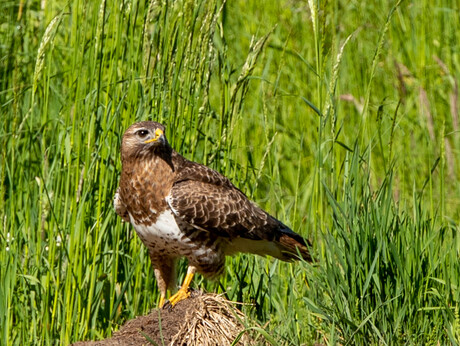 Buizerd