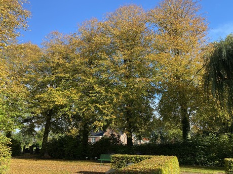 Herfstbomen op begraafplaats