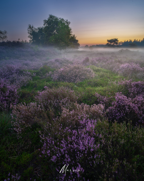 Purple dreams