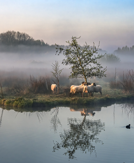 Ochtendzon verlicht de schapen op een mistige morgen