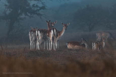 Herten in de Waterleidingduinen