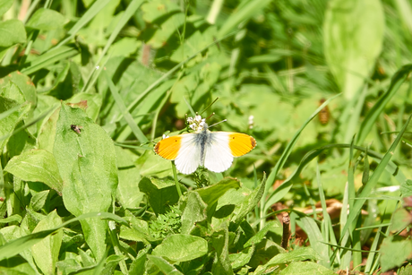 Oranjetipje