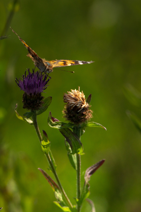 Distelvlinder op distel