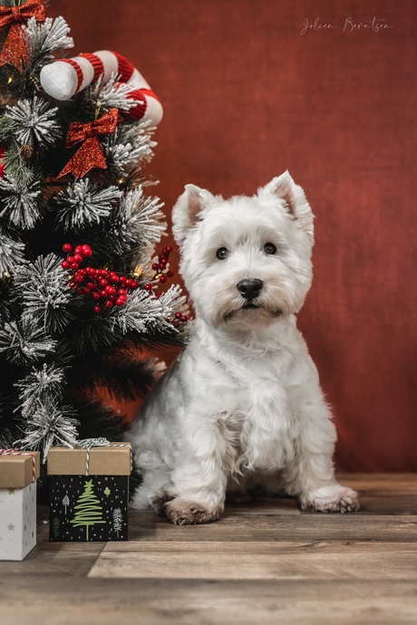 Een fotoshoot voor honden helemaal in kerstsfeer