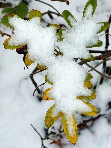 Sneeuw op een meidoorn