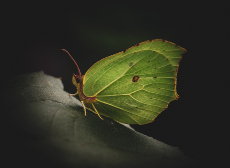 Citroenvlinder 
