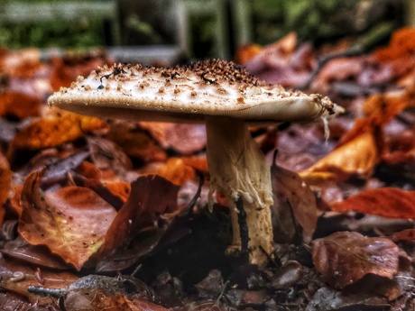 Amanita rubescens 