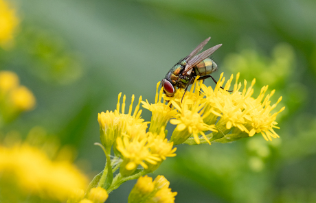 Groene vlieg op een Solidago