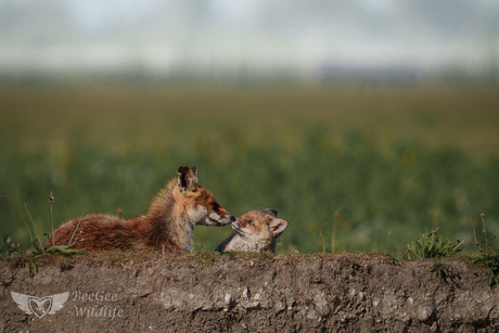 Moeders liefde