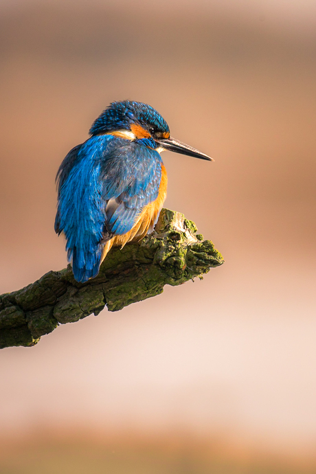 De Jagende Ijsvogel - Met een prachtig verenkleed