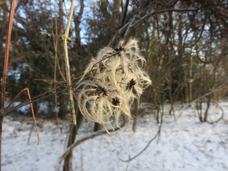 Old man's beard, Nijmegen 2026