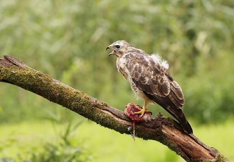 Buizerd