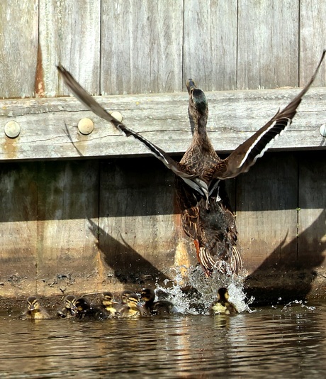 Alle eendjes zwemmen in t water. 