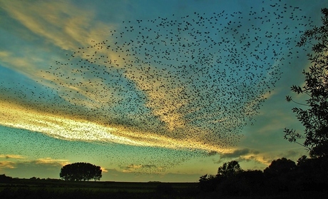Zwerm spreeuwen bij zonsondergang