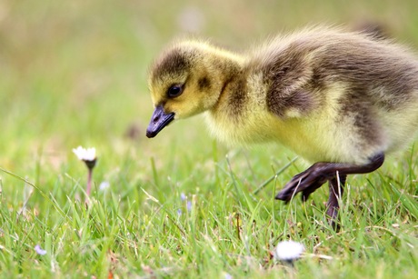 jonge canadese gans