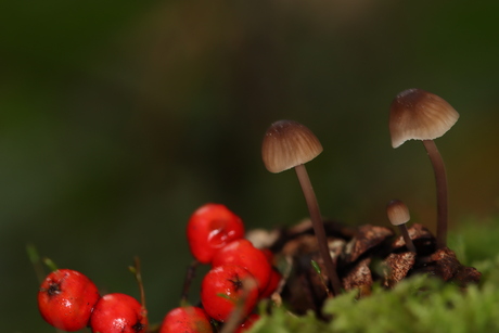 in het bos