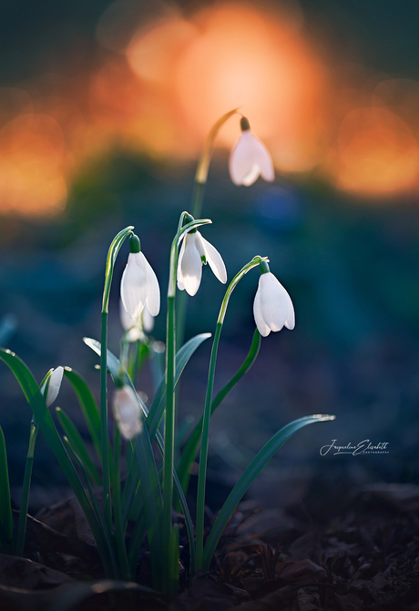 Spring is on its way ...