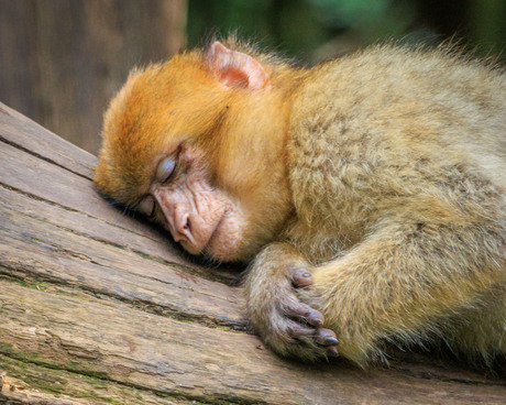 Ook aapjes slapen, maar dan wel in de bomen