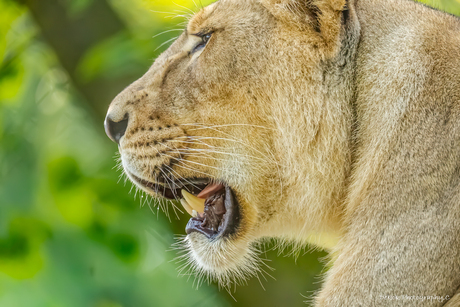 Aziatische leeuwin .