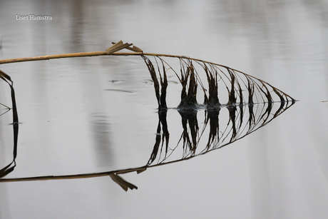 Als een vis in het water