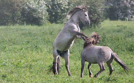 Stoeiende Konik paarden