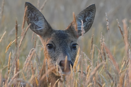 Close up van een Reegeit