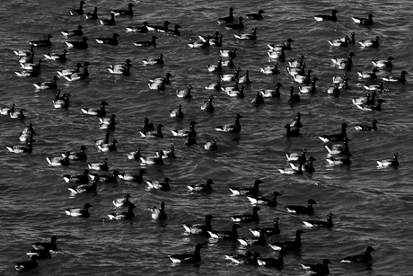 Rotganzen in zwart-wit