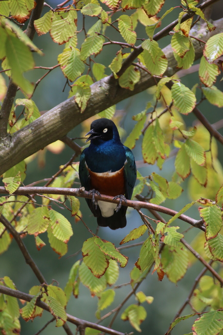 Een driekleurige glansspreeuw in de boom
