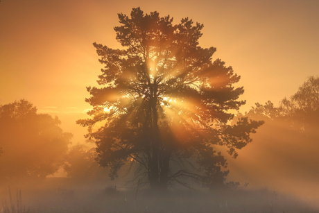de zon 